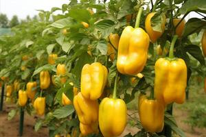 ai generado abundante cosecha de Fresco campana pimientos creciente en un agrícola plantación foto