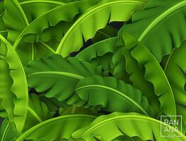 Banana Leaves Background, Green Tropical Leaf, Realistic and Look Fresh, Vector Illustration