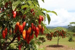 ai generado lozano y vistoso chile pimienta cosecha próspero en un moderno y tecnológicamente avanzado plantación foto