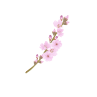 Hand-Drawn Pink Cherry Blossoms - Japan Inspired Flowers png