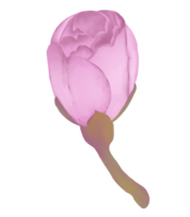 dibujado a mano rosado Cereza flores - Japón inspirado flores png