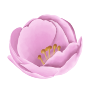 desenhado à mão Rosa cereja flores - Japão inspirado flores png