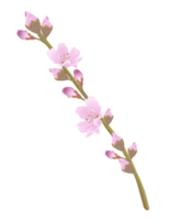 desenhado à mão Rosa cereja flores - Japão inspirado flores png