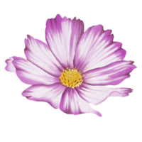 Beautiful Watercolor Cosmos Flowers - Spring Garden Illustration png