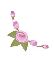 dibujado a mano rosado Cereza flores - Japón inspirado flores png