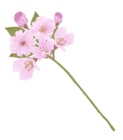 desenhado à mão Rosa cereja flores - Japão inspirado flores png