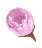 desenhado à mão Rosa cereja flores - Japão inspirado flores png