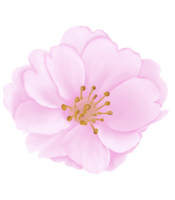 Hand-Drawn Pink Cherry Blossoms - Japan Inspired Flowers png