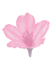 Hand-Drawn Pink Azalea Blooms - Spring Flower Illustration png