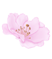 desenhado à mão Rosa cereja flores - Japão inspirado flores png