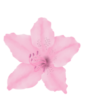 Hand-Drawn Pink Azalea Blooms - Spring Flower Illustration png