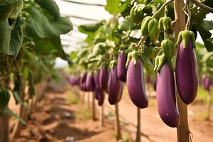 AI generated Bountiful and fresh eggplant harvest flourishing on a scenic and vibrant plantation photo