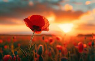 ai generado rojo amapola en el campo a puesta de sol foto