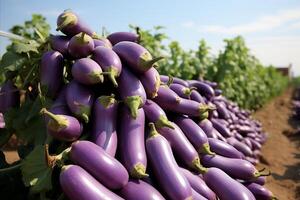 AI generated Organic eggplant harvest from the garden - fresh and healthy vegetables for farm to table cooking photo