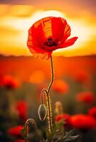 AI generated Poppy flower. Poppy field at sunset. Poppy flowers close up. Wild flowers in the meadow. photo
