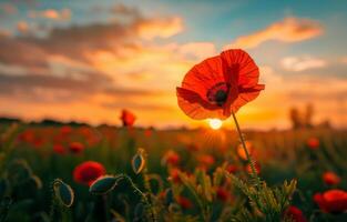 AI generated Red poppy in the field at sunset. A red poppy flower in the foreground photo