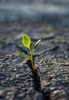 ai generado pequeño planta es creciente en grieta en el asfalto. foto