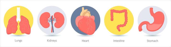 un conjunto de 5 5 médico íconos como pulmones, riñones, corazón vector