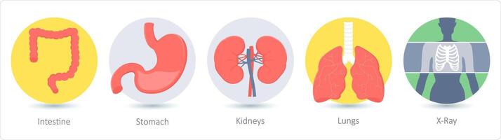 A set of 5 medical icons as intestine, stomach, kidneys vector