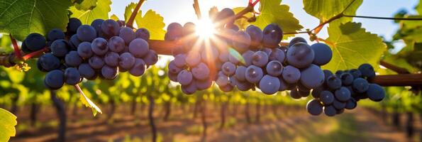 ai generado besado por el Sol serenidad. vibrante uvas floreciente en un moderno soleado plantación - bandera imagen foto