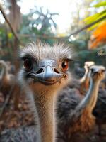 AI generated Ostrich is looking at the camera in the zoo photo