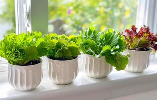 AI generated Fresh salad vegetables and herbs growing in pots on windowsill photo