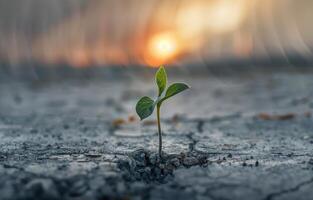 AI generated Small tree growing on cracked ground with the sun shining in the background photo