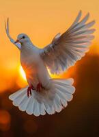 AI generated White dove. A white pigeon flying in the sky at sunset photo