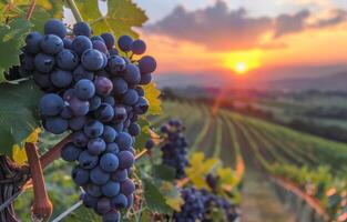 ai generado uvas en el vino a puesta de sol foto