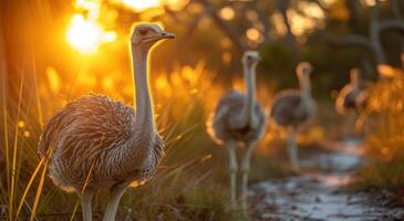 AI generated Ostrich family walking in the sunset photo