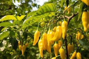 ai generado escénico ver de lozano y vibrante Fresco chile pimienta cosecha creciente en un desmadejado plantación foto