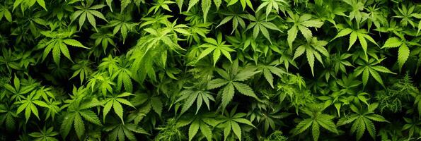 ai generado Fresco verde marijuana hojas antecedentes bandera para canabis industria sitios web y 420 eventos foto