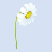 vector realistic detailed spring flower on blue background