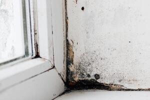 A blackened blooming fungus in the corner of the window photo