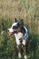 A dog of the Australian Shepherd breed with brown eyes on a walk, close-up. photo