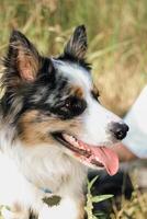 A dog of the Australian Shepherd breed with brown eyes on a walk, close-up. photo