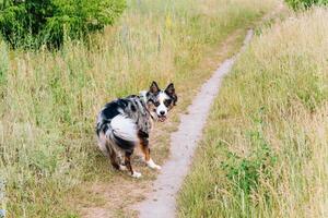 A dog of the Australian Shepherd breed with brown eyes on a walk, close-up. photo