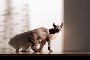 A bald cat of the Canadian Sphynx breed. photo