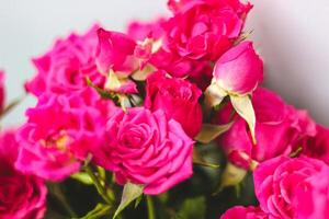 Small pink bush roses on a white background with a place for text photo