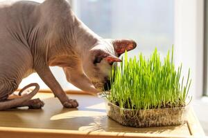 The Canadian sphynx cat eats sprouted wheat grass for animals. photo