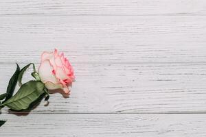 Pink tea rose on wooden white boards background. photo