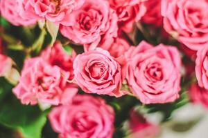 Small pink bush roses on a white background with a place for text photo