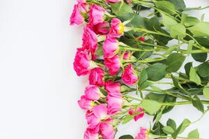 pequeño rosado arbusto rosas en un blanco antecedentes con un sitio para texto foto