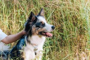 A dog of the Australian Shepherd breed with brown eyes on a walk, close-up. photo