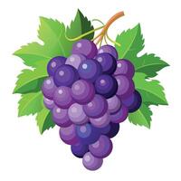 Grape colorful cartoon vector illustration