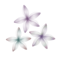 Three Watercolor Frangipani Flowers png