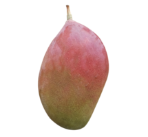 mango geïsoleerd Aan transparant achtergrond png