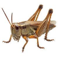 AI generated grasshopper isolated on transparent background ,generative ai png