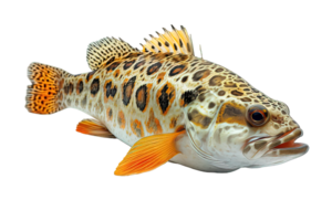 AI generated Grouper Isolated on Transparent Background ,sea fish png ,generative ai