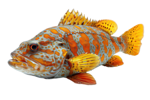 AI generated Grouper Isolated on Transparent Background ,sea fish png ,generative ai